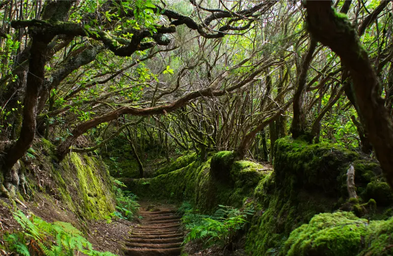 Anaga Rural Park Laurel Forest Trail Tenerife
