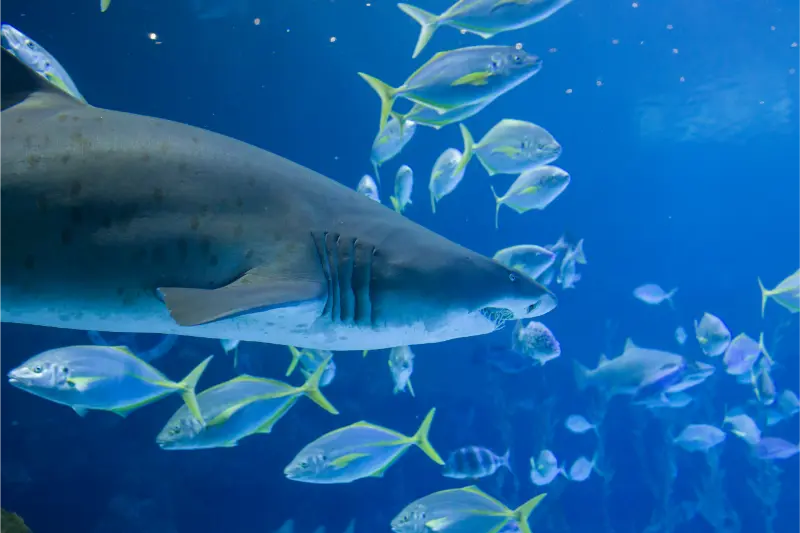 Aquarium in Gran Canaria