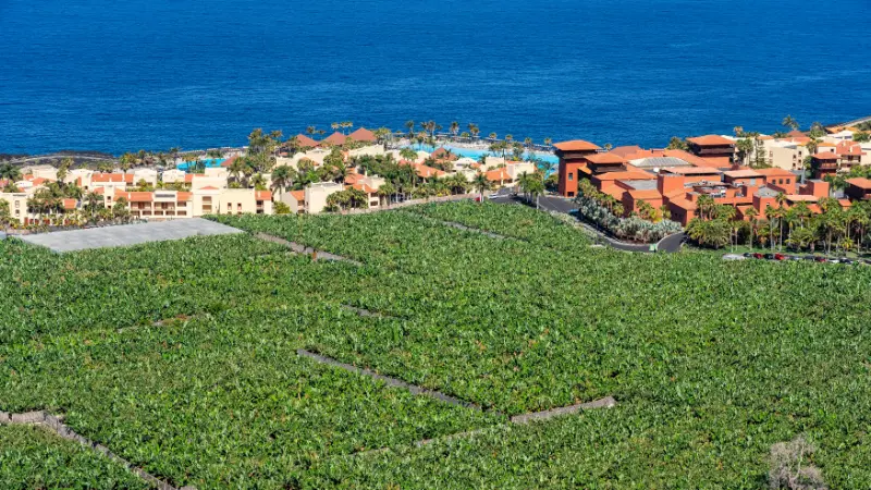 Banana Plantations Seasidand Resort Canary Island La Palma Spain