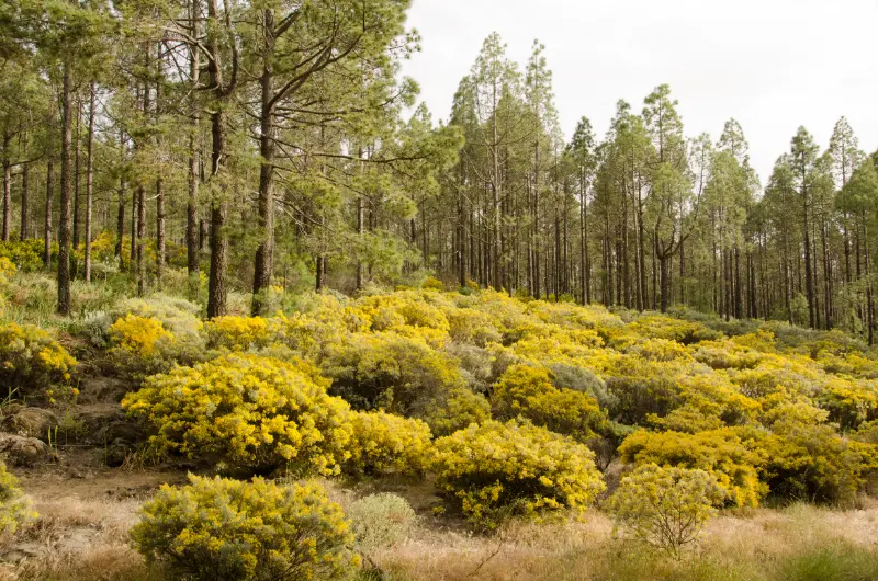 Canary Pine Forest Tejeda Gran Canaria Canary Islands Spain