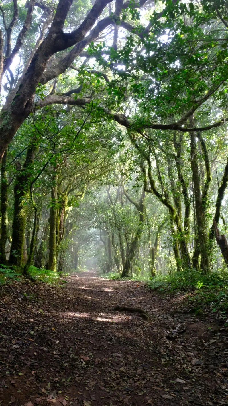 Laurel Forest in Tenerife
