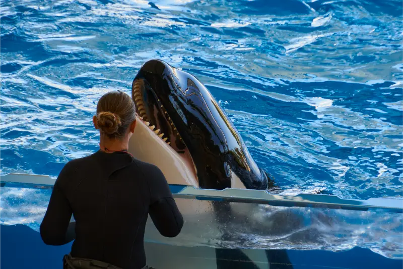 Loro Parque, Tenerife