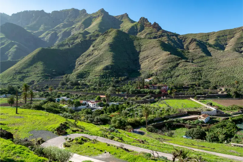 Mango Orange Vineyard and Orchard Plantations near Agaete Gran Canaria Canary Islands Spain