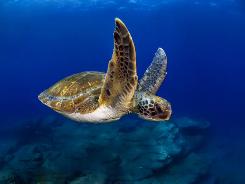 Scuba Diving in Tenerife