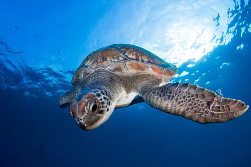 Scuba Diving in the Canary Islands