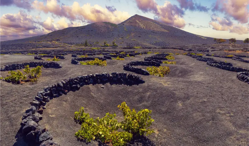 Vineyard in Lanzarote. Canary Islands